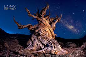 Ancient Dawning Bristlecone