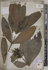 Image result for Lepisanthes senegalensis