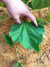 Image result for Cucumis humifructus