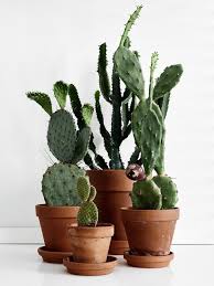 These are plant the broken piece. Marimekko S Sami Ruotsalainen My Best Christmas Gift Ideas Plants Indoor Plants Cactus Plants