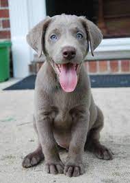 Beautiful Silver Lab Pup Look At Those Eyes Cute Labrador Puppies Puppies Cute Animals