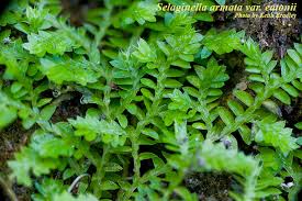 Image result for Selaginella tenerrima