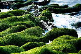 老梅綠石槽特寫 14 04 05 攝於老梅 water outdoor river