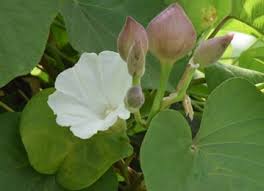 It produces a sweet, soothing smoke that can be added to blends. Trivrit Operculina Turpethum Practical Uses Benefits Dosage
