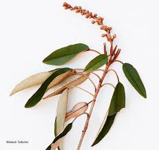 Image result for Croton gratissimus