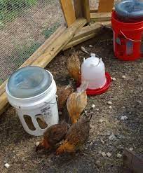 Chicken Feeders Toolmaking Art Chicken Feeders Best Egg Laying Chickens Homemade Chicken Feeder