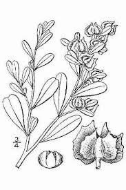 Image result for Aristida canescens