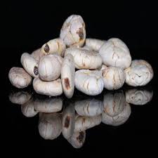 Cocoa beans are a food ingredient and former dye. White Cacao Beans Raw Also Known As White Cacao Wild Raw White Cacao Bean White Cocoa Bean White Cacao Nibs My Spice Sage