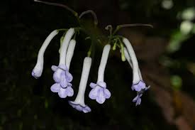 Image result for Streptocarpus solenanthus × eylesii