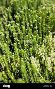 Image result for Phylica ericoides