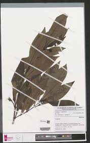 Image result for Psychotria hypsophila