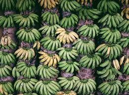 Adding this plant to your edible landscape or greenhouse can help preserve banana species blue java banana trees can tolerate temperatures as low as 20 degrees fahrenheit and are available in dwarf varieties that make good patio plants. Banana California Tropical Fruit Tree Nursery