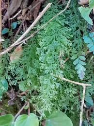 Image result for Polyphlebium