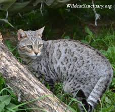 If you have a big house, your furry friend might. Why You Should Think Twice Before Buying A Bengal Cat The Dodo