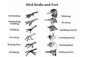 Birds Of A Feather Lyrics Chicken Girls Chart Showing Differences Between Bird Beaks And Feet Bird Beaks Animal Adaptations Bird