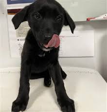 Lost dog looking for her...