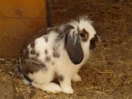 We did not find results for: Rabbit Sitting Services Keeping Bunny Safe Housesit Match