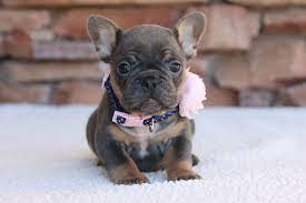 Blue and tan french bulldog. Adorable French Bulldog Cute French Bulldog Bulldog French Bulldog