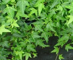 Image result for Hedera