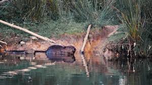 You can set a thank you screen which appears after the button is clicked (can be used for coupons or any other message you want to show your visitors after they click on the button) Beavers Were Hunted To Extinction 400 Years Ago Now The Fight Is On To Reintroduce Them Back In England