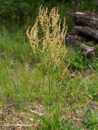 Image result for Rumex