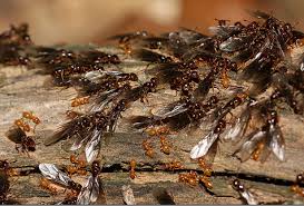 Spray in and around all ant hills and nests found in your yard. Can Citronella Kill Ants