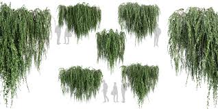 Image result for Cocculus hirsutus