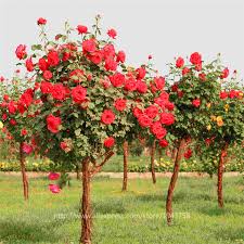 Saking senangnya dengan bunga mawar, sebagian orang menjadikan tumbuhan ini sebagai dekorasi di rumahnya. 94 Gambar Bunga Mawar Rumah Terbaik Gambar Pixabay