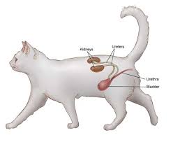 The cause is unknown, but the disease is associated with a period of poor appetite (a few days to several weeks), especially in obese cats. Feline Kidney Disease A Common Problem That Even More Commonly Goes Unnoticed Uvh