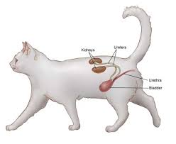If it's exposed, a bacterial infection could get in there and infect the tooth or even make peace sick. Feline Kidney Disease A Common Problem That Even More Commonly Goes Unnoticed Uvh