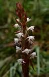 Image result for Satyrium sphaeranthum