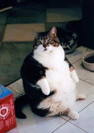 Check back every day for new deals near you. Fat Cats
