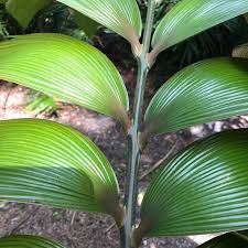 Image result for Tinnea zambesiaca