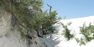 Flowers and grasses, shrubs and trees, lawn grass descriptions and specifications, pictures and photos; Tamarisk White Sands National Park U S National Park Service
