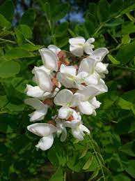 Http Upload Wikimedia Org Wikipedia Commons 6 6c Robinia Pseudoacacia Flower Jpg Roninia Pseudoacacia Black Locust Edible Flowers Garden Shrubs Wild Flowers