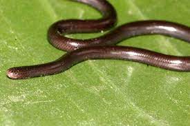 I Did My Independent Research On This Little Guy Oh The Good Ole Days Ramphotyphlops Braminus Brahminy Blind Snake Snake Types Of Snake Snake Photos