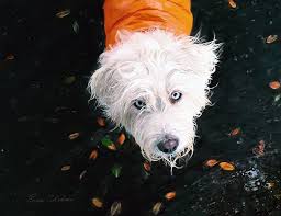 Usually ships within 6 to 10 days. Pet Portraiture Guide 2021 Best Pet Artists Portrait Buying Guide