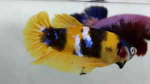Betta Malaysia Betta Yellow Koi Youtube