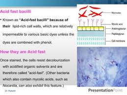 Ziehl-Neelsen Technique-Afb Staining • Microbe Online