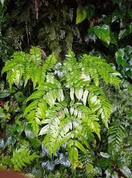 Image result for Marattiaceae