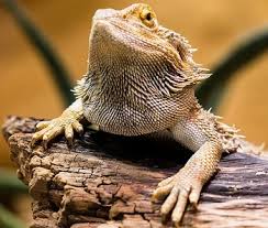 Read more » common diseases in bearded dragons learn the signs and symptoms of some of the most. Full Bearded Dragon Food Chart Best Staples And More