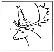 From its uppermost points, draw an s shaped line alongside each eye socket. Learn To Draw Deer Skull Drawing Drawings Skull Drawing