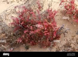 Image result for Suaeda sp. B