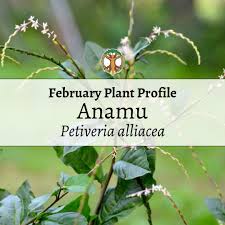 Image result for Petiveria