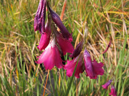 Image result for Dierama formosum