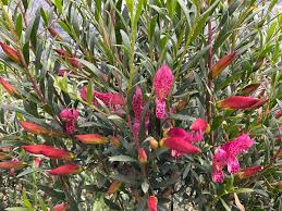 Image result for Geophila erythrocarpa