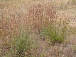 Image result for Chasmopodium