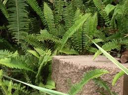 Fern 2 Plant Leaves Plants Beautiful World