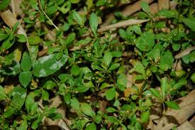 Image result for Glinus