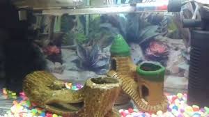 حوض السلاحف المائية امتع هواية بالنسبة لى Youtube